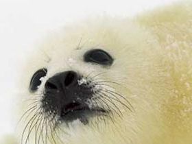 Детеныш тюленя, фото с сайта owl.pp.ru
