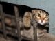Кошка в подвале. Источник - opengaz.ru
