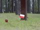 Польский мемориал в память об убитых НКВД. Фото: Когита!ру