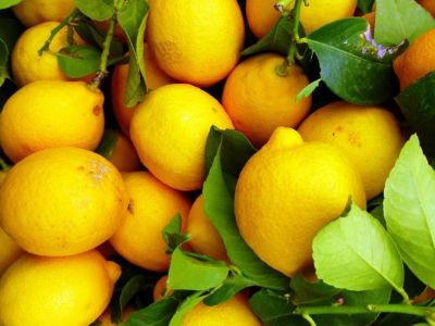 Лимоны. Фото: golos.ua